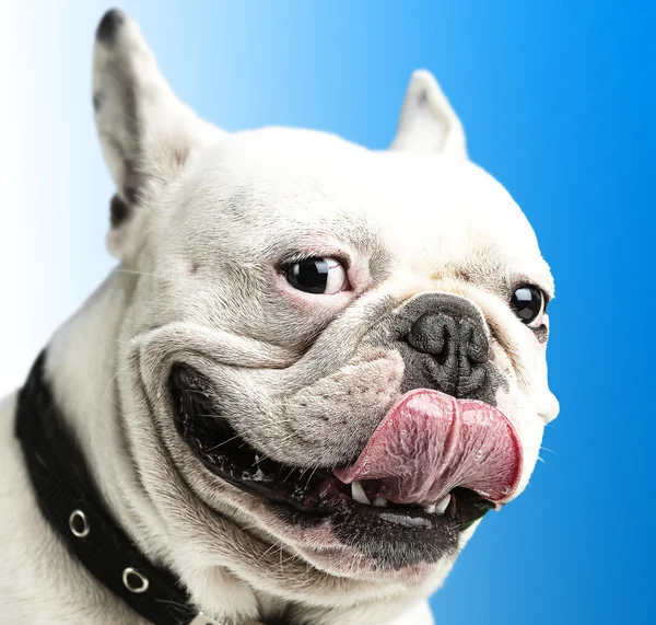 Bulldog francés —  Fotos de Stock