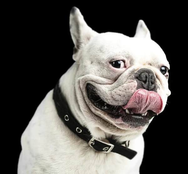 French bulldog — Stock Photo, Image