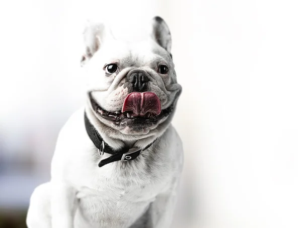 Bulldog francés —  Fotos de Stock