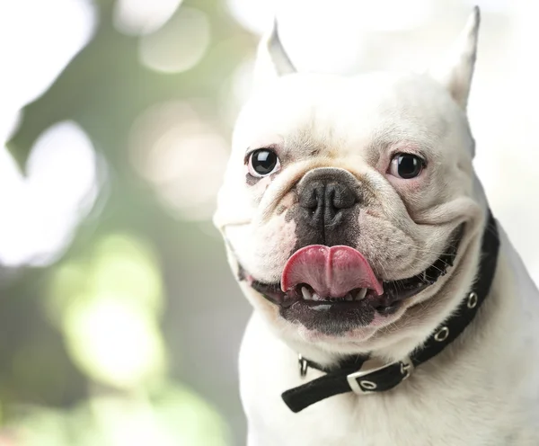 Bulldog francés — Foto de Stock