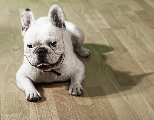 stock image French bulldog