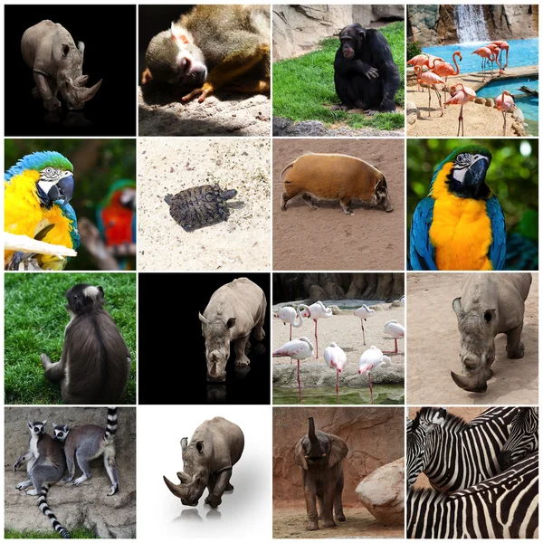 stock image Collage of animals