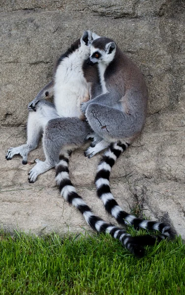 Lemurs — Stock fotografie