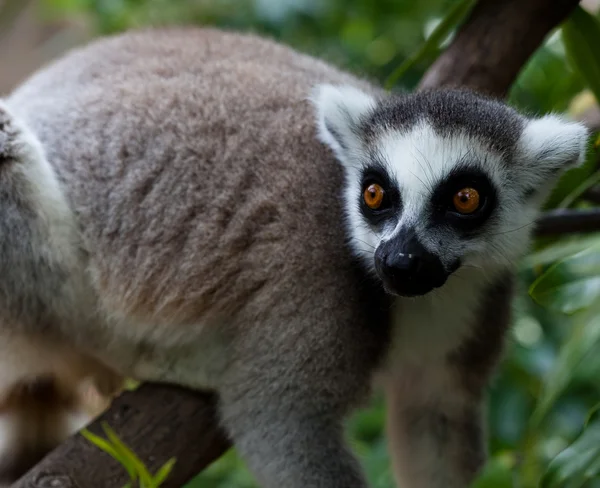 Lemur zbliżenie — Zdjęcie stockowe