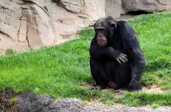 Gorilla op gras — Stockfoto