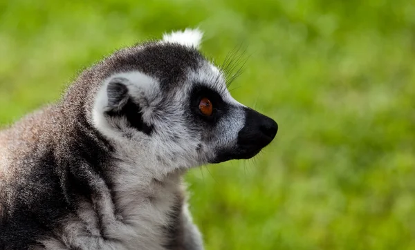 Primer plano de Lemur — Foto de Stock