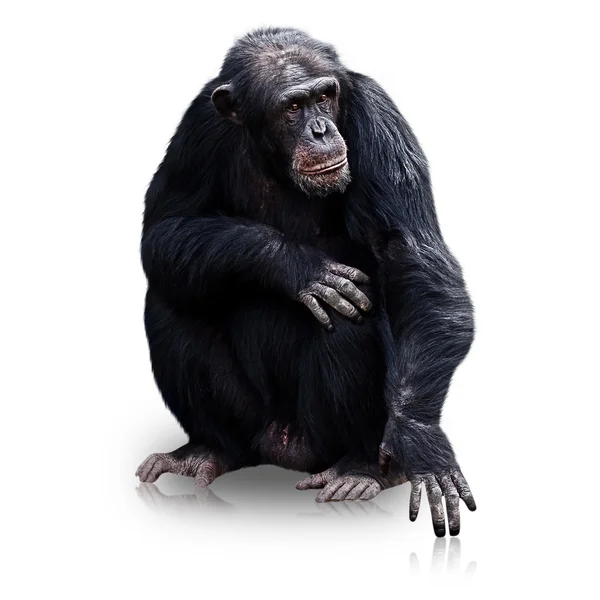 Beyaz arka plan üzerinde izole goril — Stok fotoğraf