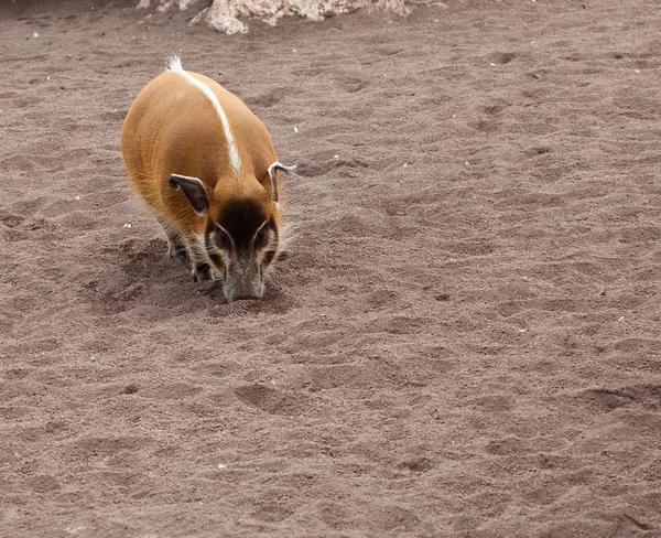 Yaban domuzu Hayvanat Bahçesi — Stok fotoğraf