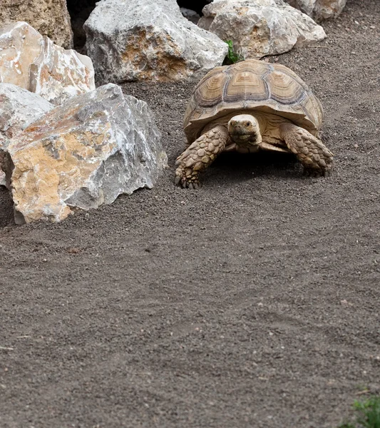 Stor sköldpadda — Stockfoto