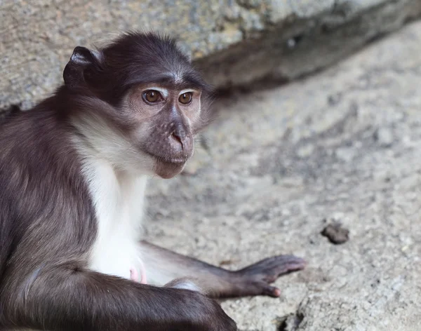 Macaco. — Fotografia de Stock