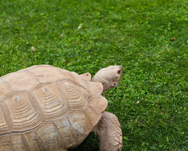 Велика черепаха — стокове фото