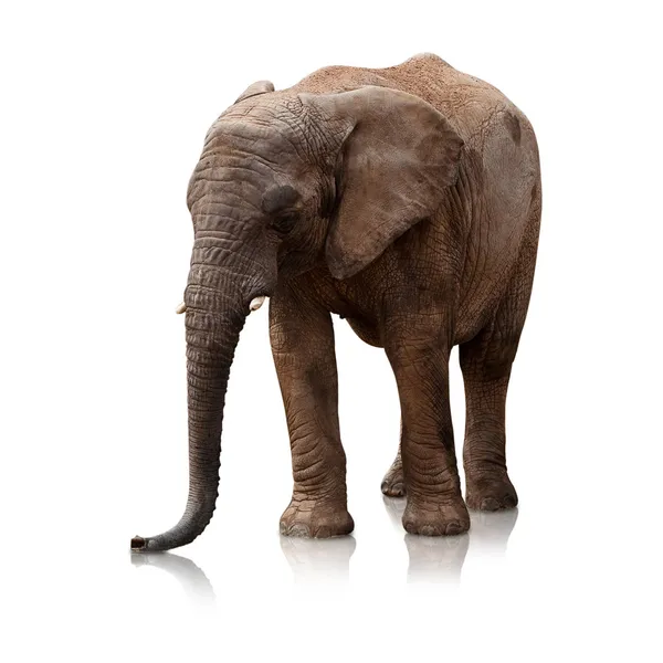 Elefant — Stockfoto