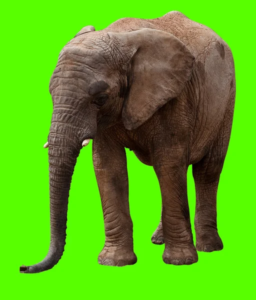 Ελέφαντας απομονωθεί — Φωτογραφία Αρχείου