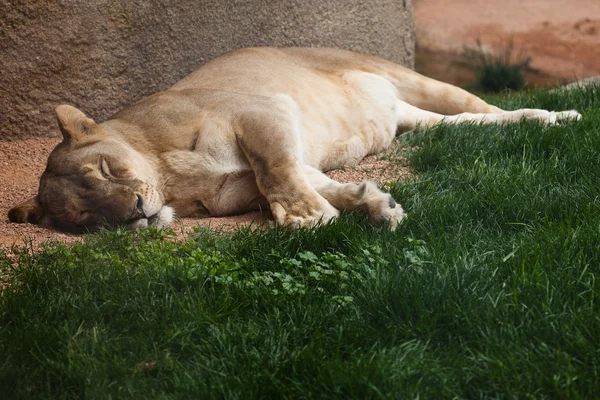 草の上のライオン — ストック写真