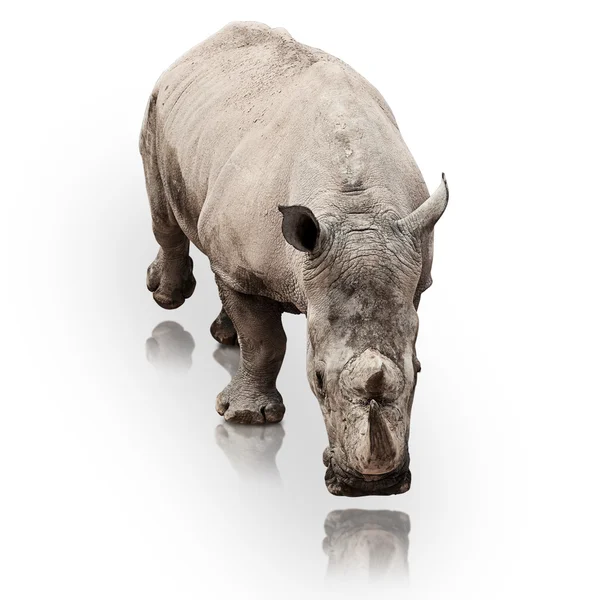 Rinoceronte — Foto de Stock