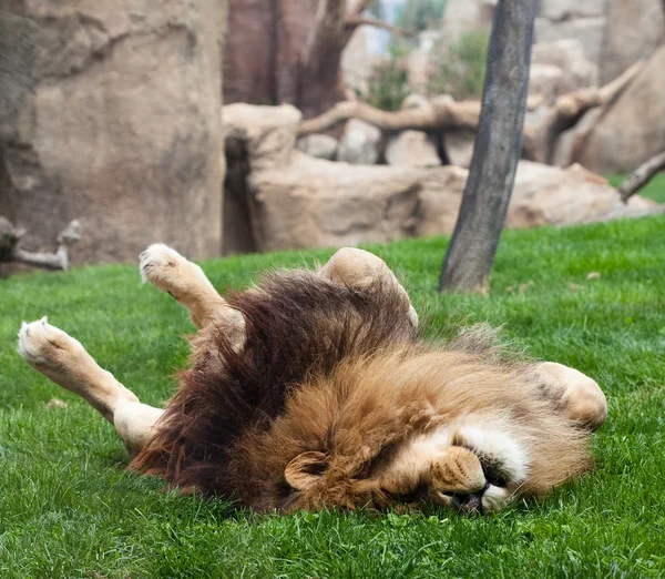 León sobre hierba — Foto de Stock