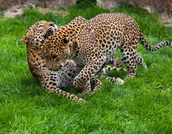 Леопарды — стоковое фото