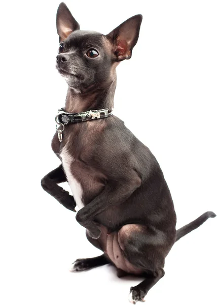 Chihuahua negro — Foto de Stock