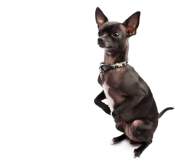 Chihuahua negro —  Fotos de Stock