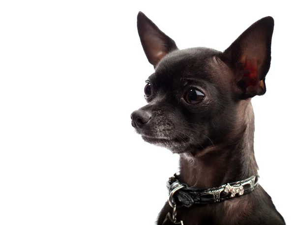 Chihuahua preto — Fotografia de Stock