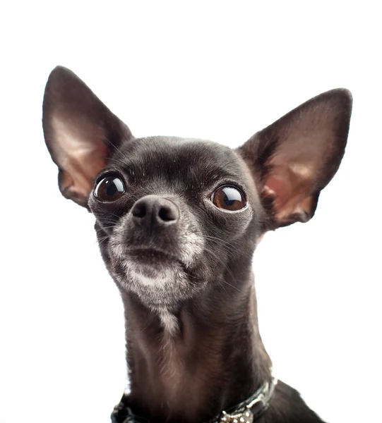 Chihuahua głowy — Zdjęcie stockowe
