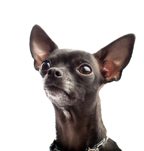 Chihuahua noir — Photo