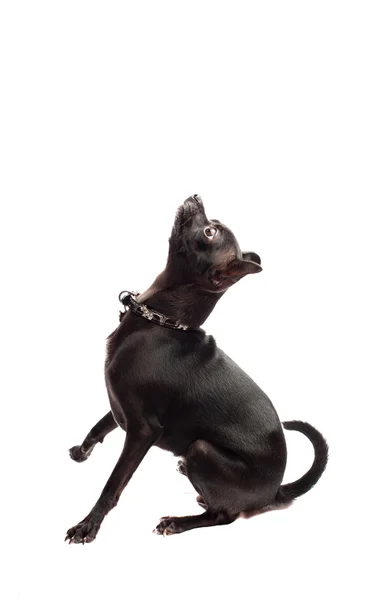Chihuahua nero — Foto Stock