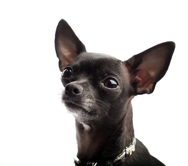 Chihuahua nero — Foto Stock