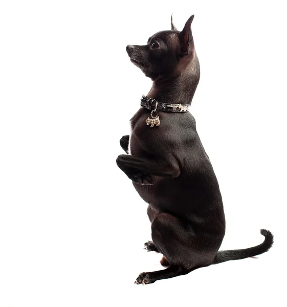 Czarny chihuahua — Zdjęcie stockowe