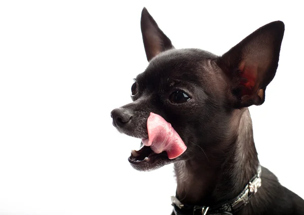 Chihuahua — Foto Stock