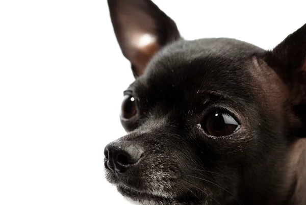 Głowy czarny Chihuahua — Zdjęcie stockowe