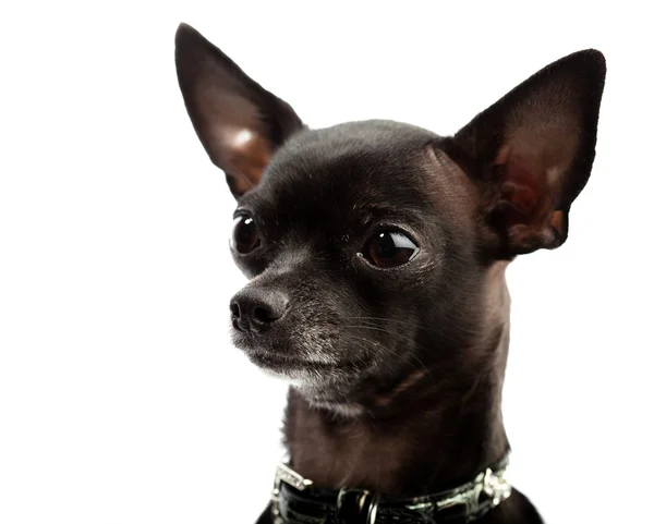 Chihuahua głowy — Zdjęcie stockowe