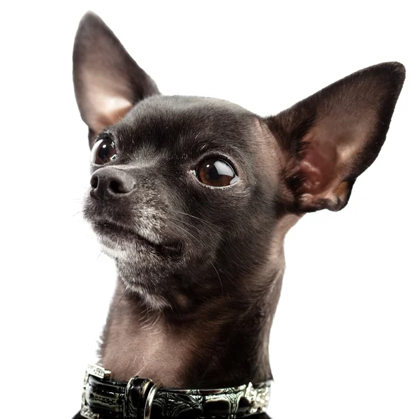 Chihuahua huvud — Stockfoto