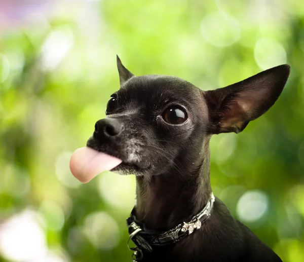 Chihuahua negro —  Fotos de Stock