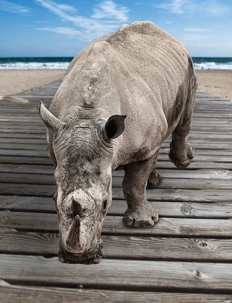 Rinoceronte — Foto de Stock