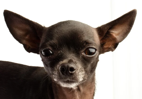 Chihuahua testa — Foto Stock