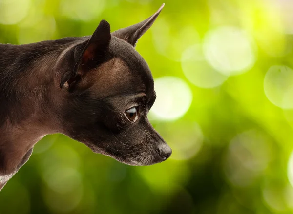 Chihuahua hoofd — Stockfoto