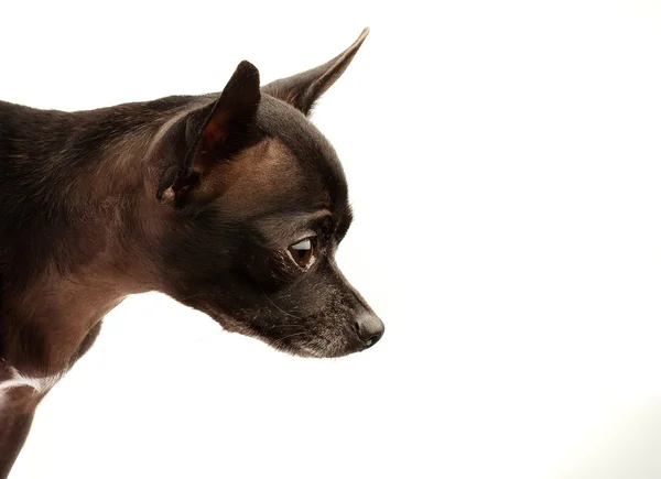 Chihuahua hoofd — Stockfoto