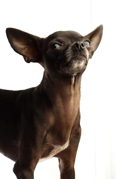 Chihuahua doggy — Stock Photo, Image