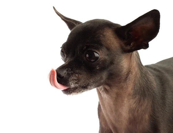 Chihuahua — kuvapankkivalokuva