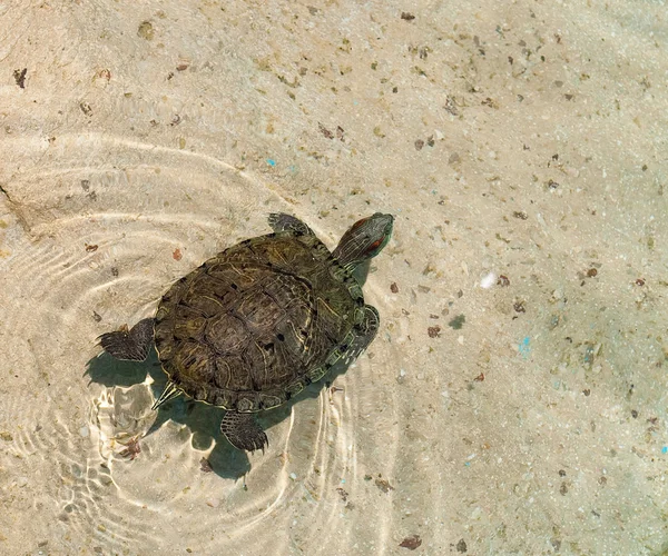 Schildkröte auf dem Wasser — Stockfoto