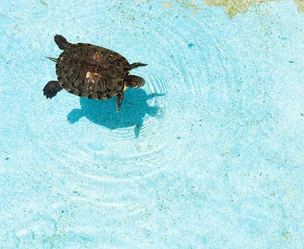 Su üzerinde turtle — Stok fotoğraf