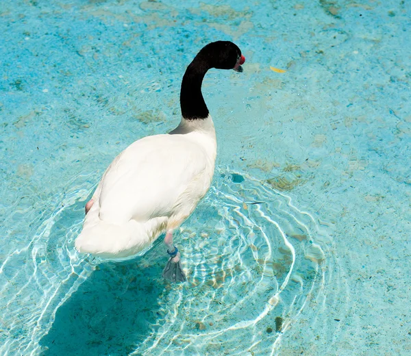 Swan simning — Stockfoto