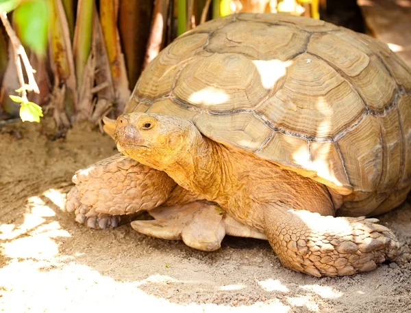 Большая черепаха — стоковое фото