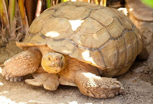 Große Schildkröte — Stockfoto
