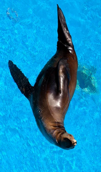 Seal on water — Stock Photo, Image