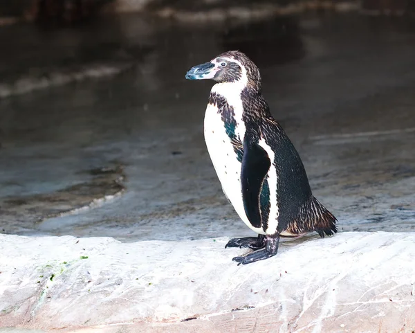 Pinguim — Fotografia de Stock