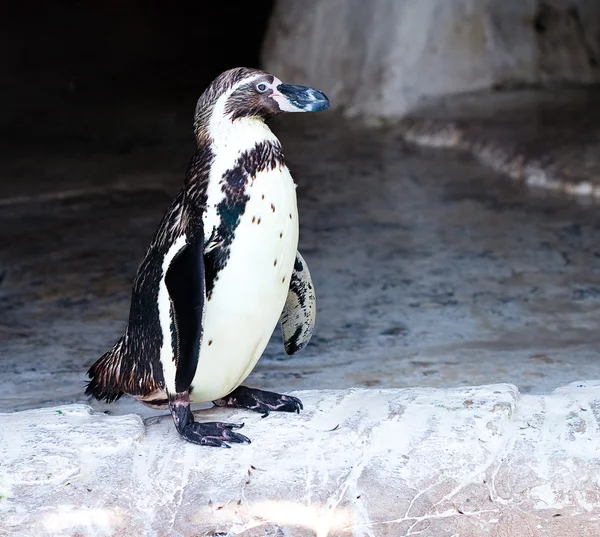 Pingüino — Foto de Stock