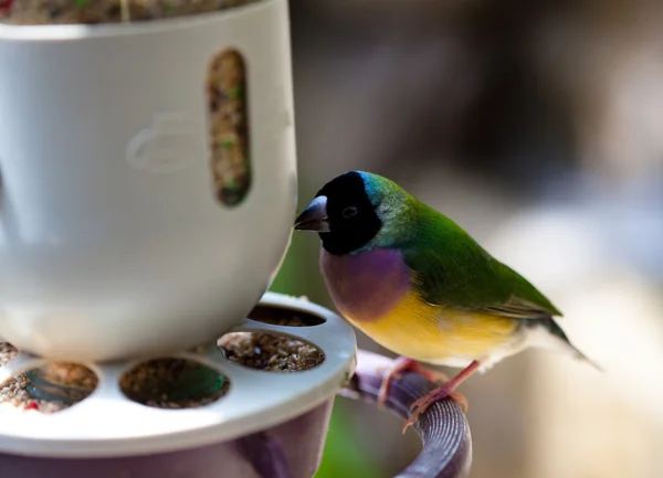 小さな鳥が食べています。 — ストック写真