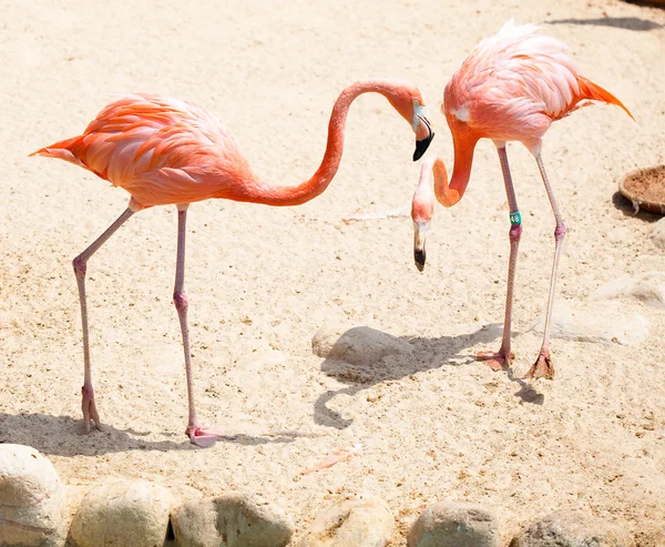 Flamingo Ordförande — Stockfoto